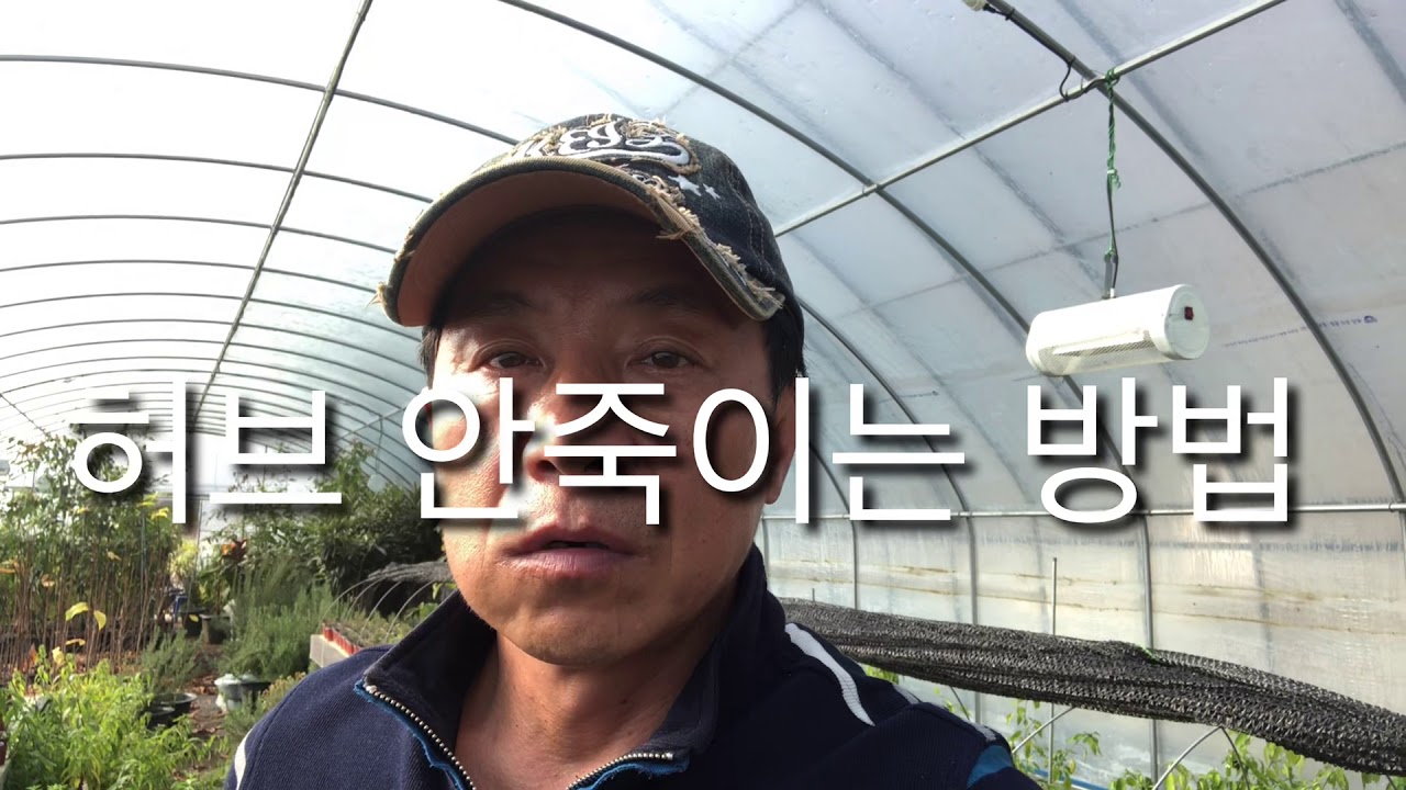 [허브 잘키우는 방법] 유기농 허브를 재배하는 무식한농부의 허브키우기