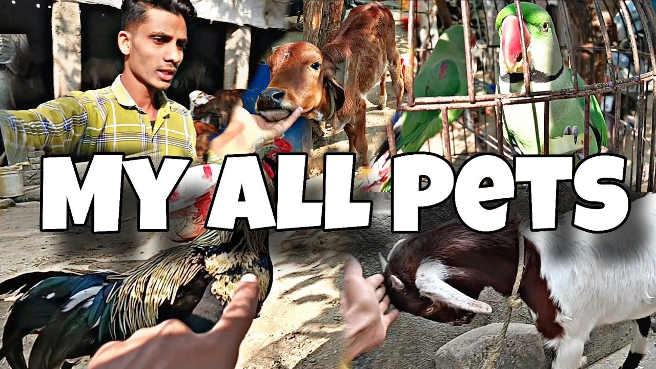 🐾 My All Beautiful Pets | मेरे सारे प्यारे और ख़ूबसूरत पेट्स 🐶🐱🦜