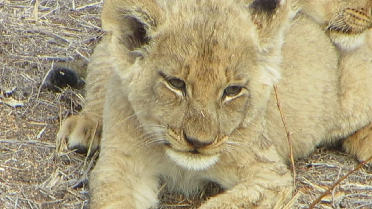 Pride of lions with cubs wanting milk