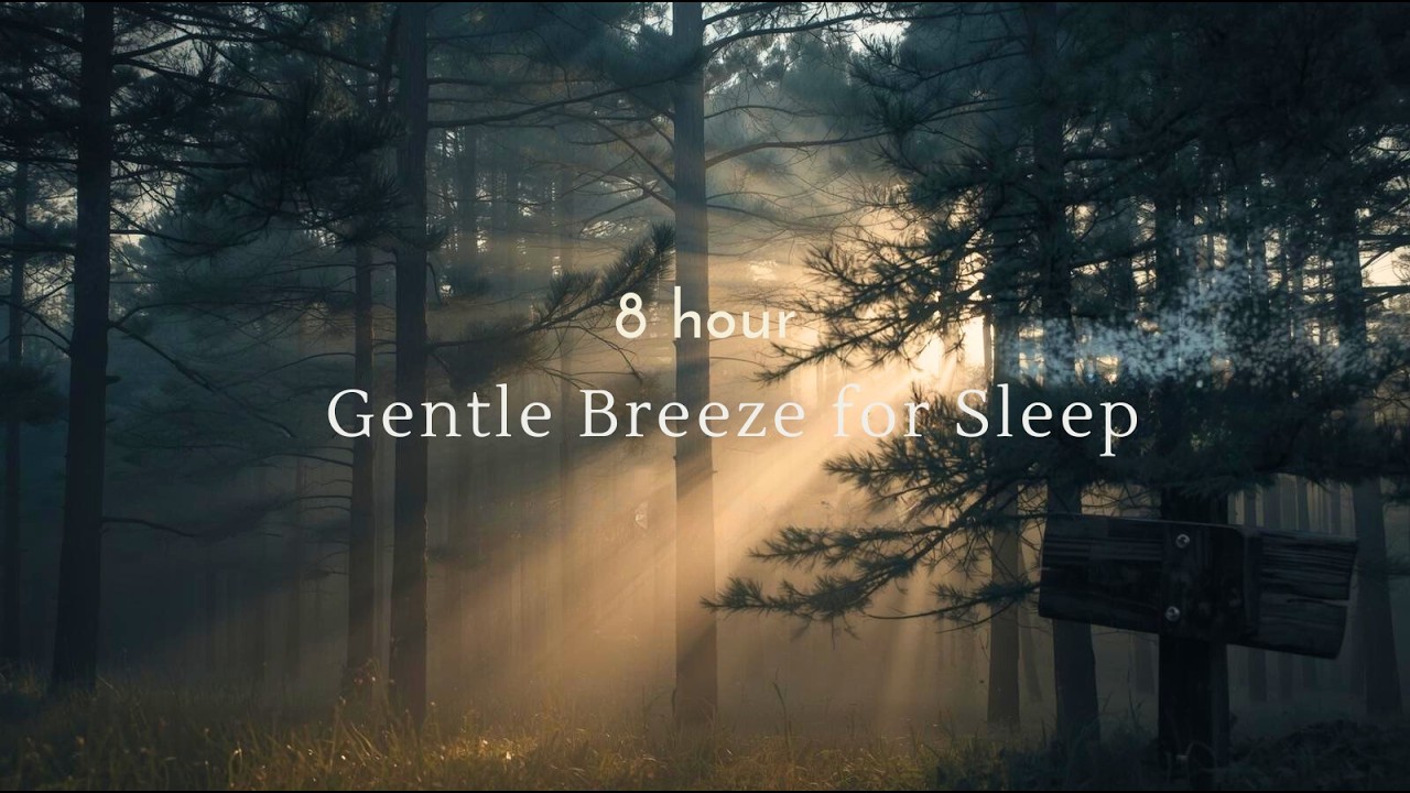 8 Hour Gentle Breeze in Pine Trees 🌙 Forest White Noise for Deep Sleep