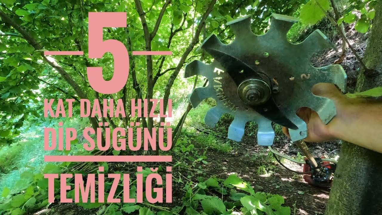 FARMER ağaç altı filiz alma aparatı🌿 2 yıllık FINDIK dip sürgünlerini temizledim | #tarımvlog 49