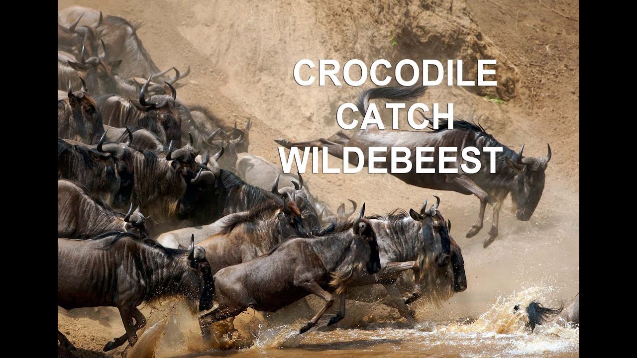 Nile Crocodile catch Wildebeest | CAUGHT IN THE ACT
