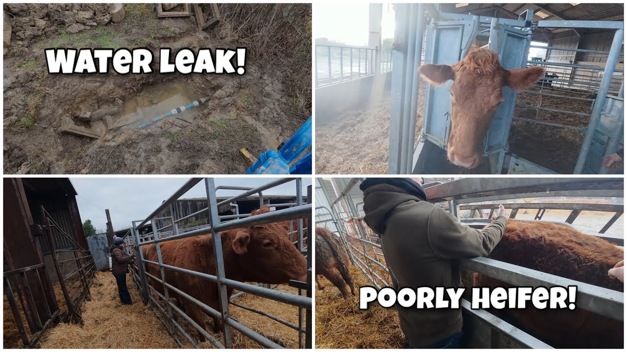 Burst Water Main, Running Cattle For Spot On, A Heifer With Pneumonia!