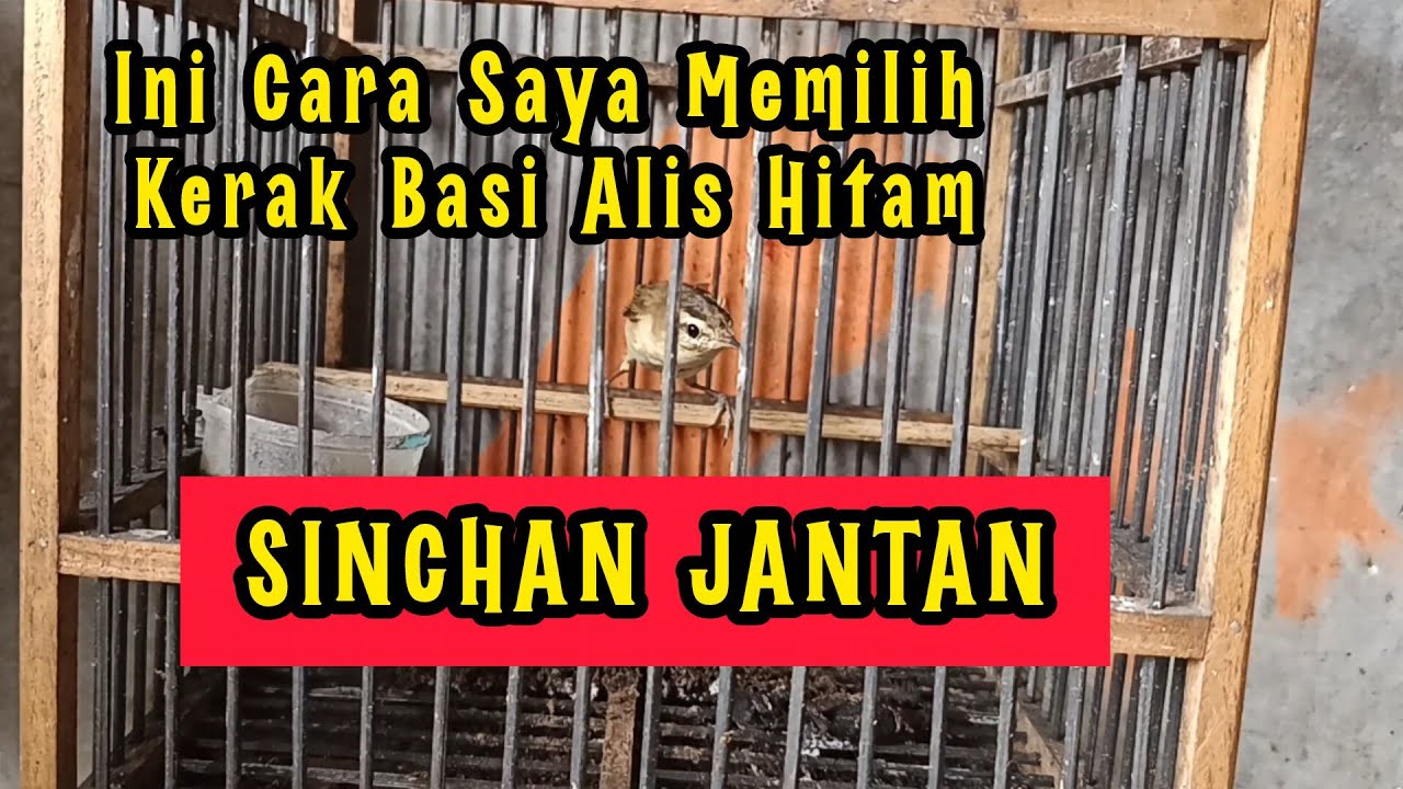 Ini Cara Saya Memilih Kerak Basi Alis Hitam / Sinchan Jantan