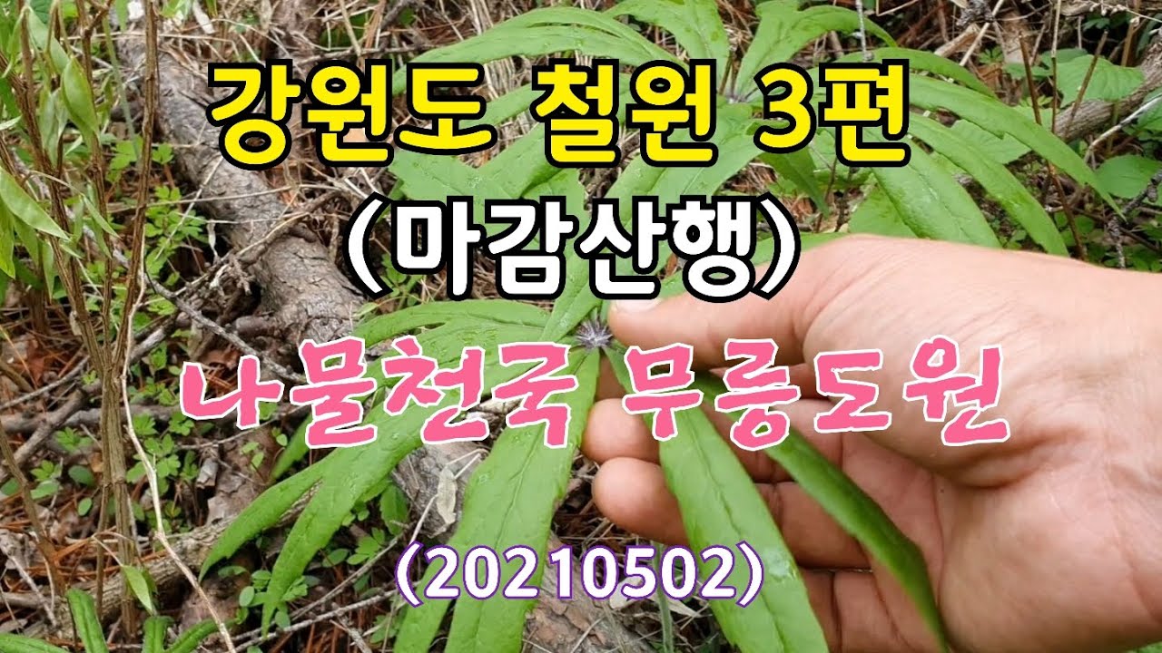 #강원도 철원 3편.마감산행-나물천국,무릉도원? 가기싫다...정말~~~😟(모시대 발견)
