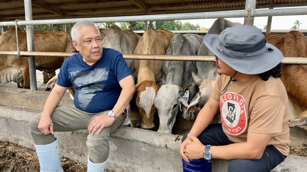 DAPAT GANITO BAWAT PINOY! TOP SECRETS SA CATTLE BREEDING - HINDI PINAGDADAMOT!