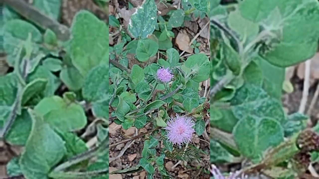 சந்திராவின் சூழ்ச்சியை தெரிந்து முறியடித்த கார்த்திக்  ரேவதி 16 மார்ச் 