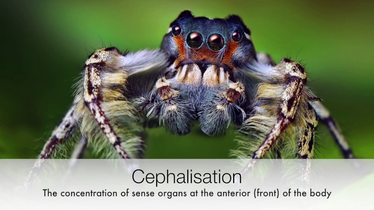Spiders - Animal Diversity Biology Video