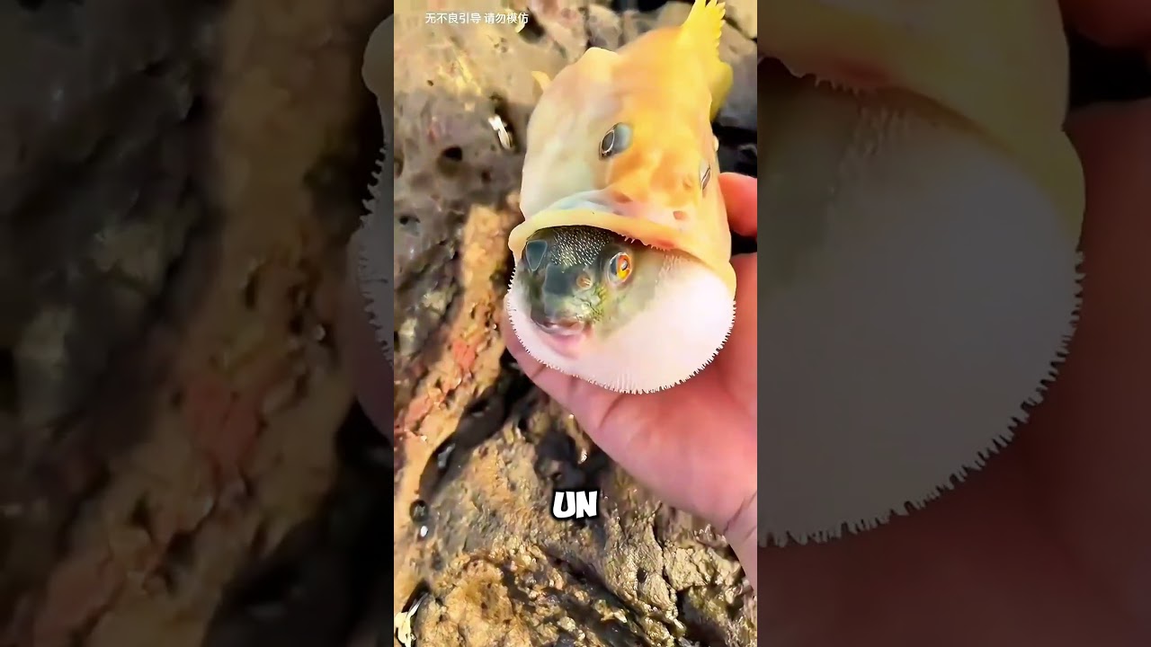 &iexcl;Incre&iacute;ble! Rescata a un Pez Globo del Est&oacute;mago de Otro Pez 🐡😱 #shorts