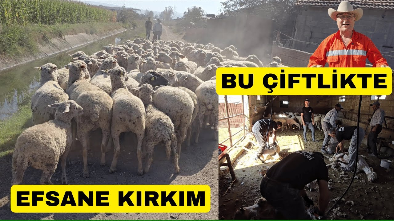 Karacabey Merinosların Muhteşem Kırkımı (Ahmet Eser'in Efsane Ekibi)