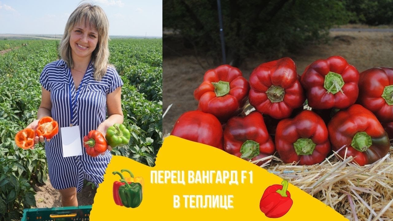 Перець Вангард F1. Опис, відео, відгуки