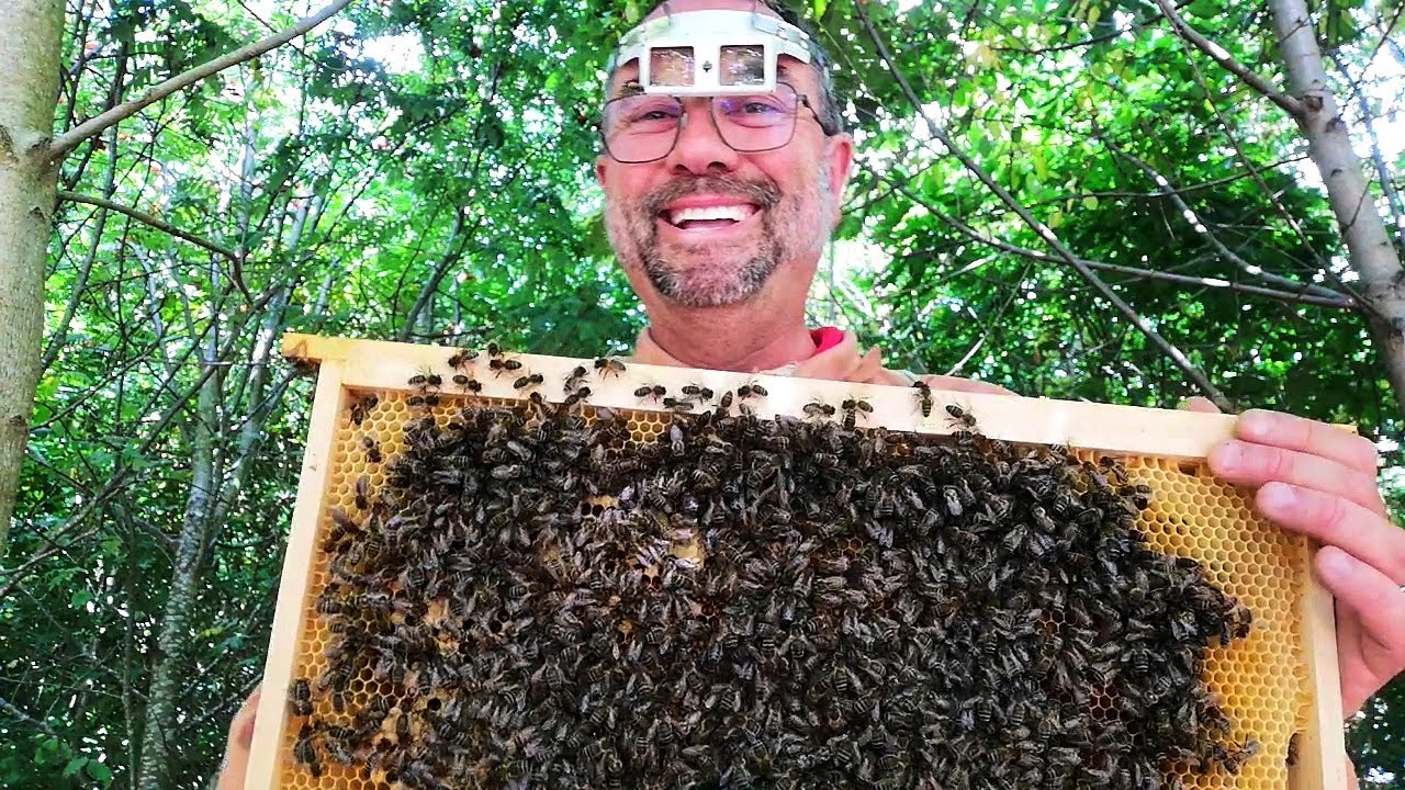 Bouffés par les guêpes et les frelons - Apiculture S02E19
