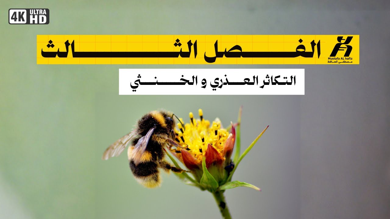 المحاضرة الاخيرة | التكاثر العذري و الخنثي  