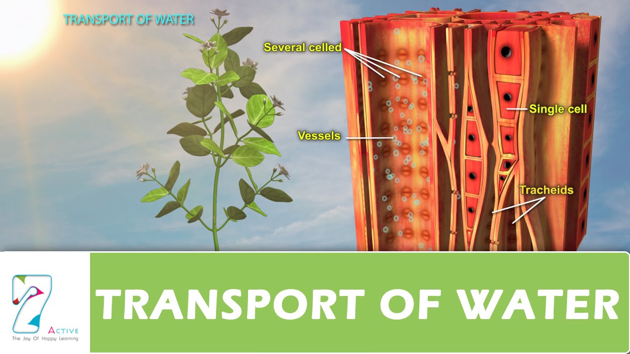 TRANSPORT OF WATER