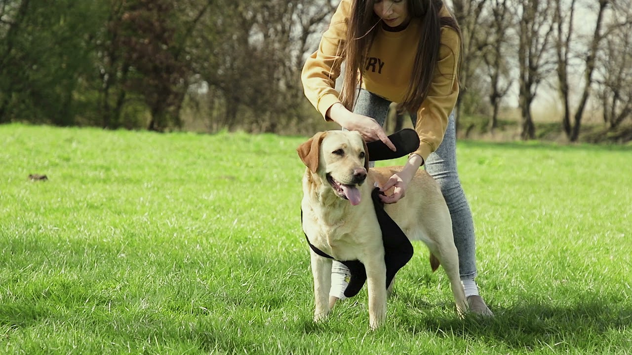 NeoAlly Dog Elbow Brace Hygroma Protector - How to Use