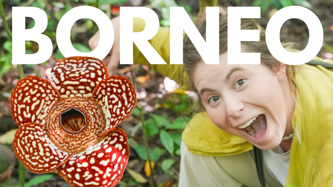 EPIC ROADTRIP in Malaysian Borneo 🇲🇾 | 🌺 Biggest Flower in the World | Hot Springs | Sabah