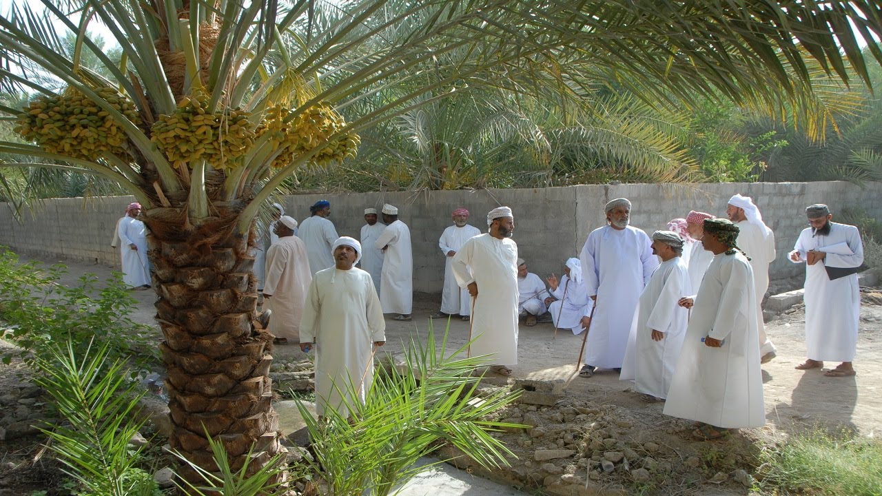 طناء النخيل بالمضيبي لعام 2025