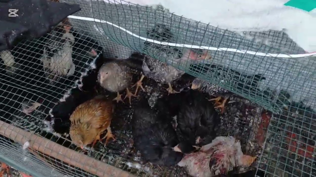 Bıldırcın çiftliğimiz