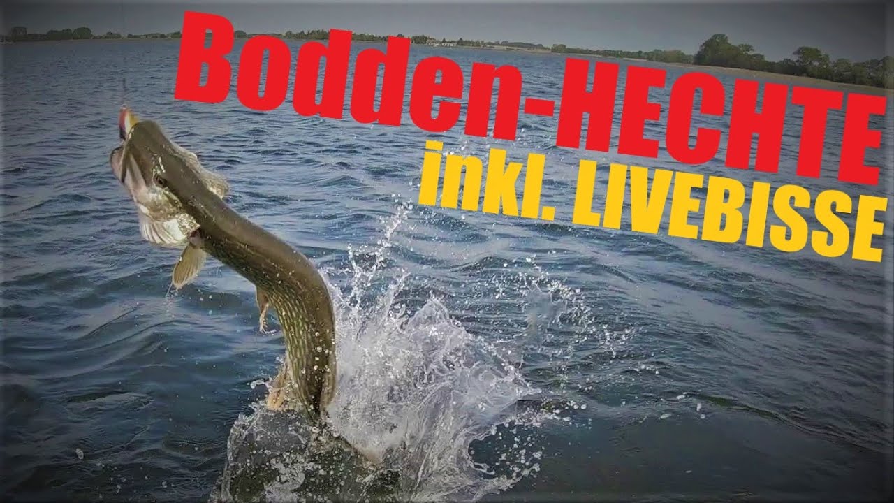 HECHTE angeln im Flachwasser -mit Bellyboot auf dem Bodden angeln - angeln auf Rügen - Anglerschwatz
