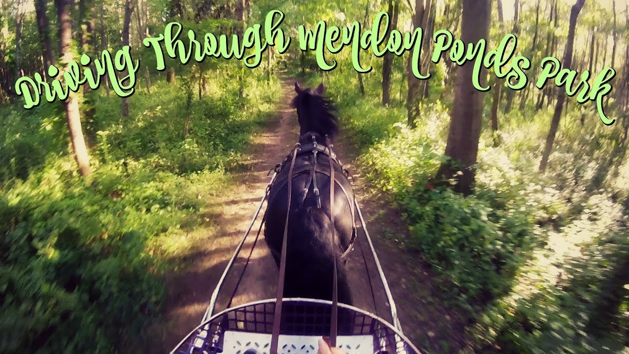 gopro helmet cam: trail carriage driving with Pete the moriesian stallion // Eastern Equestrian
