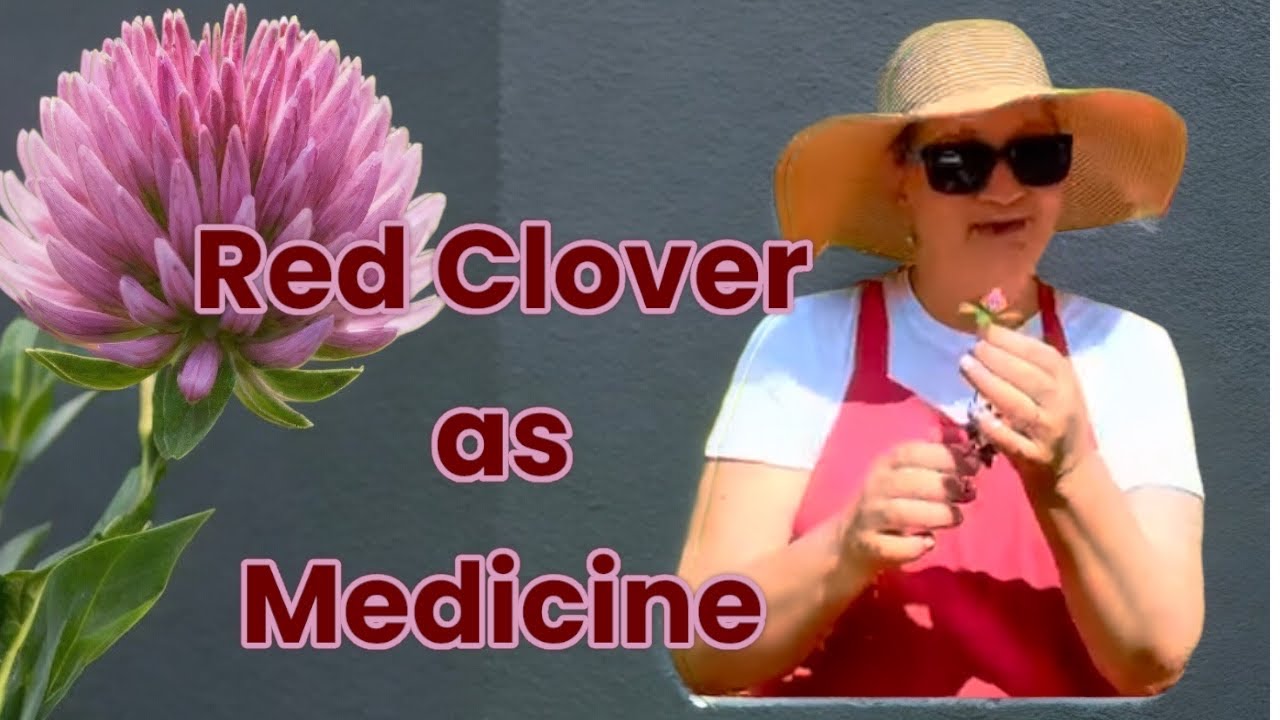 Red Clover Medicinal Herb Benefits and Preparations
