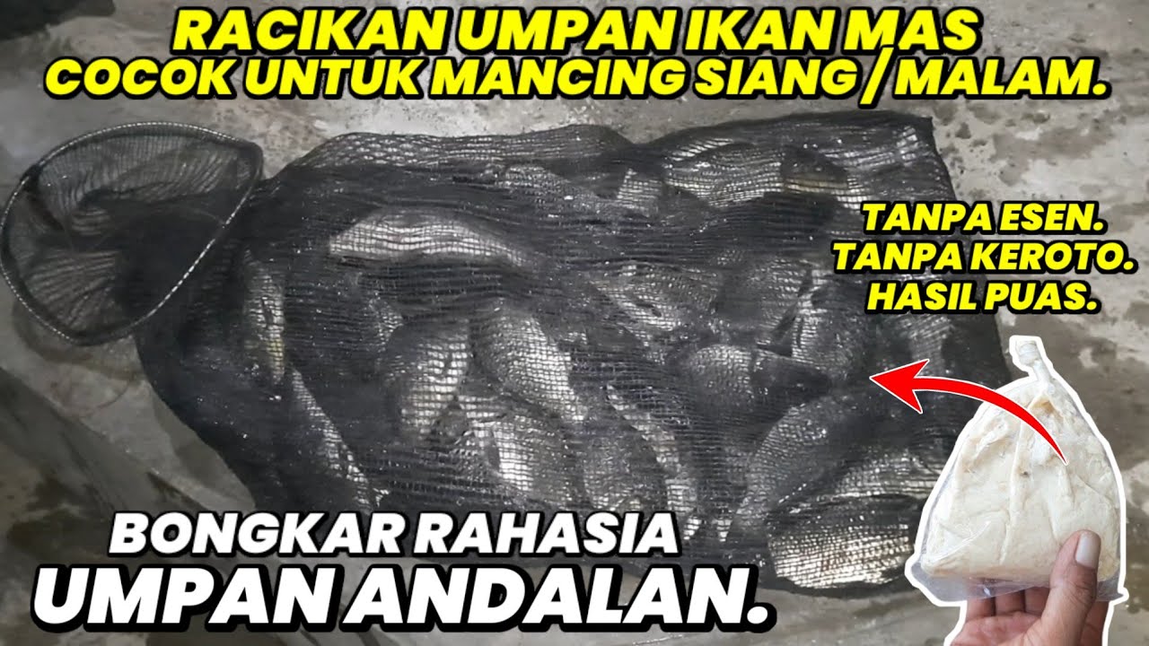 100 % hasilnya puas..‼️ Tes racikan umpan jagung malam hari. TANPA ESEN TANPA KEROTO.