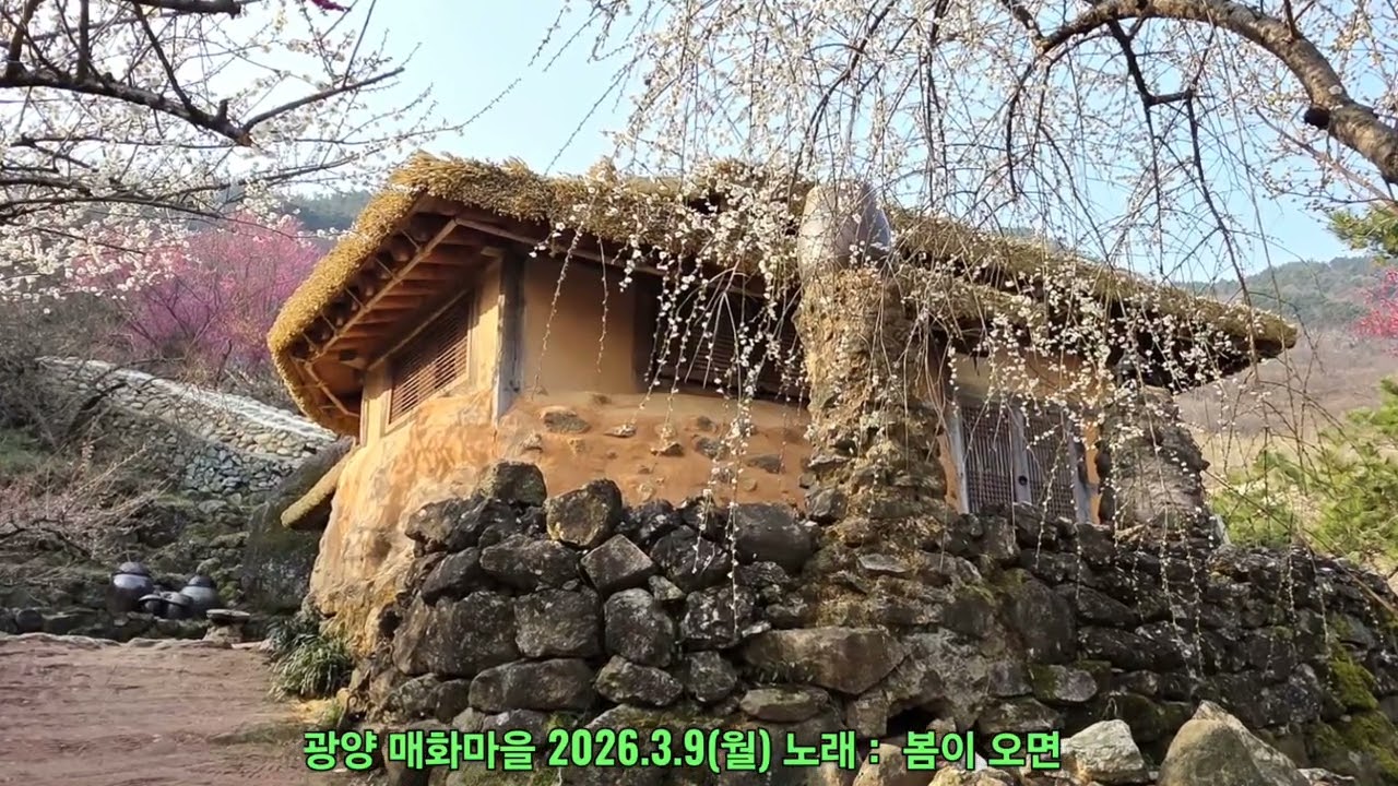 광양 매화마을  2026.3.9  노래 ::  봄이 오면
