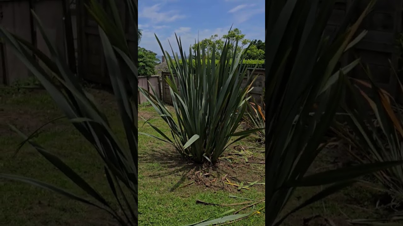 Pruned and harvested some harakeke flax.