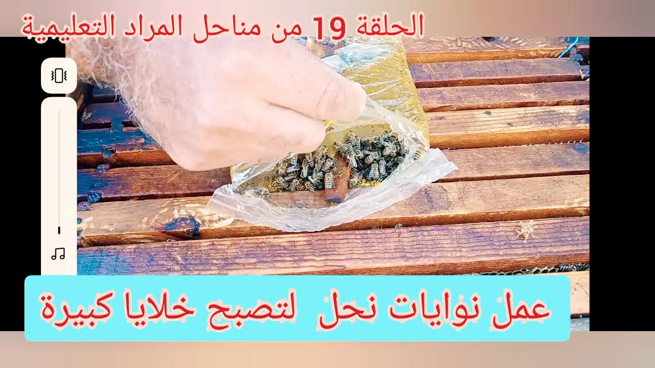 الحلقة 19/. عمل نوايات نحل لتصبح خلايا كبيرة