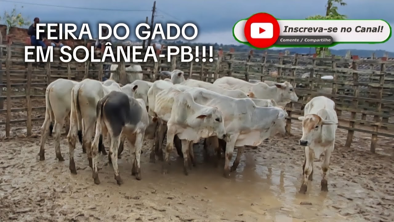 FEIRA DO GADO EM: SOL&Acirc;NEA-PB!!! 07/02/2026 🤠📹🏜