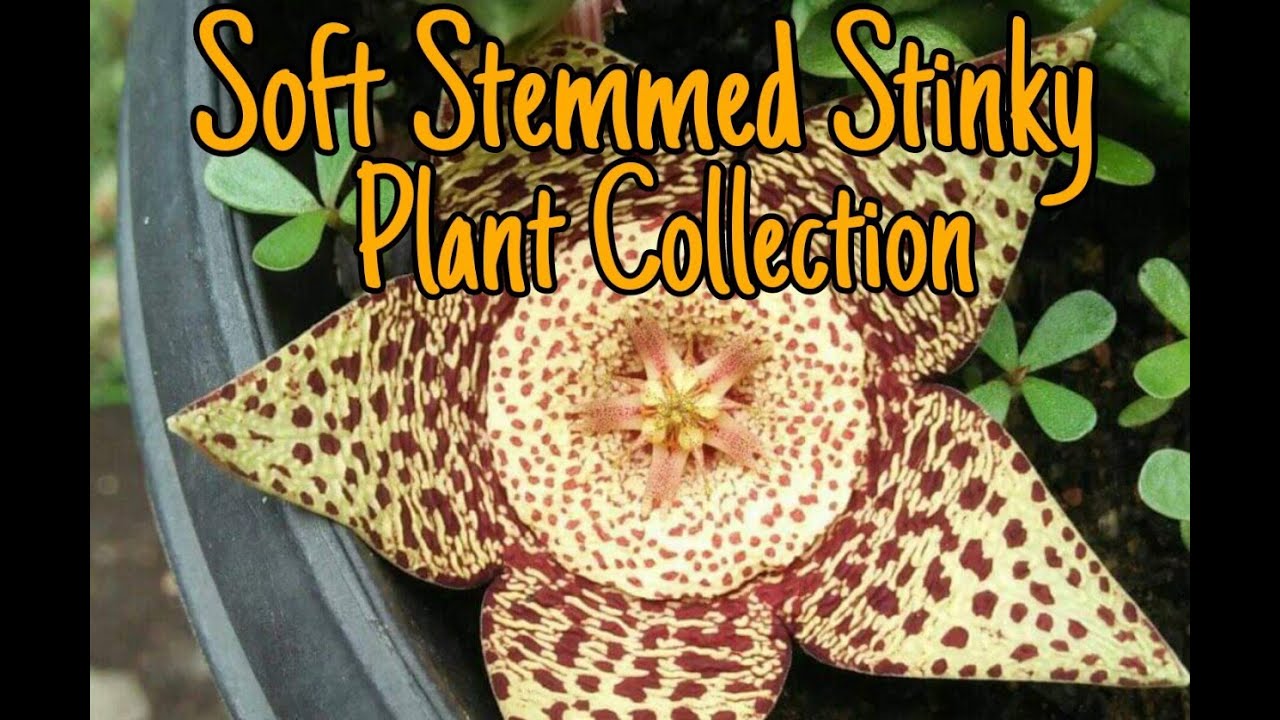 My Asclepiadaceae Stinky Succulents Collection (Stapelia, Huernias, Orbeas, Caralluma)