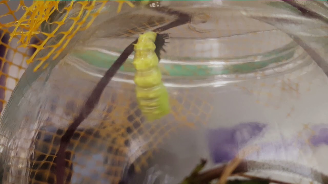 Entwicklung Tagpfauenauge - Von der Raupe bis zum Schmetterling