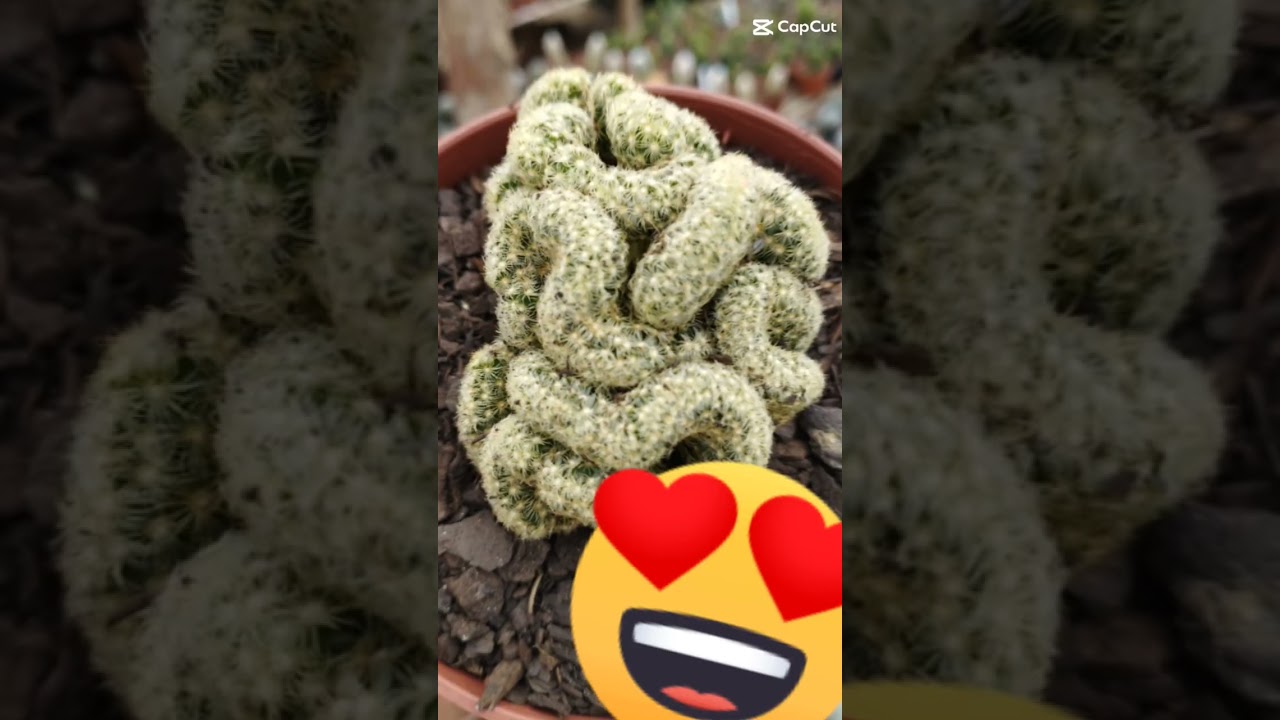 Cactos raros sob encomenda. #cactosesuculentas #naturezaperfeita #succulentcollection #cactos #fpyシ