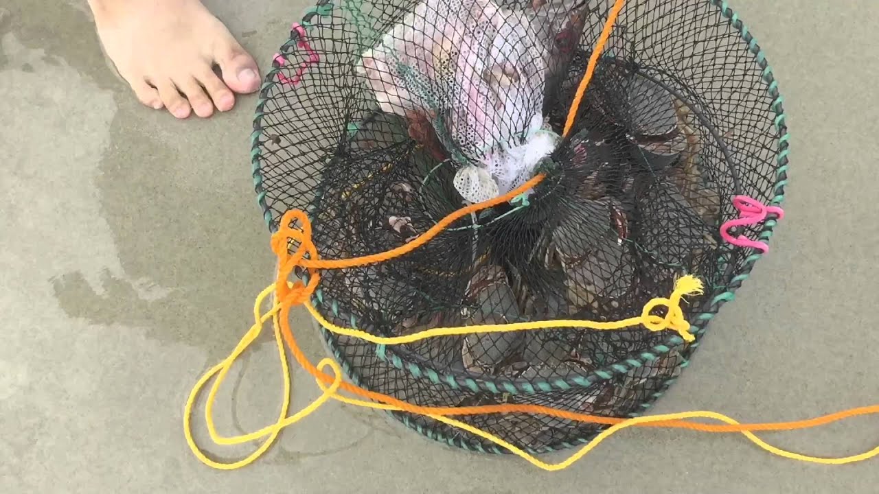 Crabbing in Marsden Point, Whangarei, New Zealand