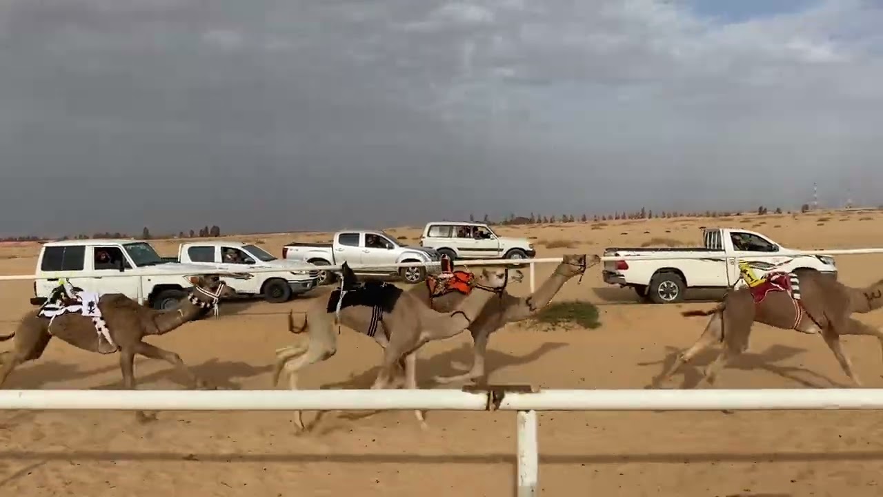 الضبي/براهيم السراب الشراري