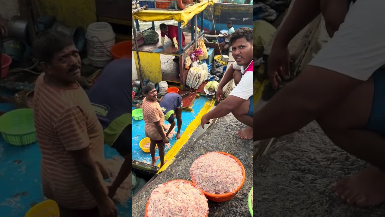 sassoon dock fish market colaba mumbai