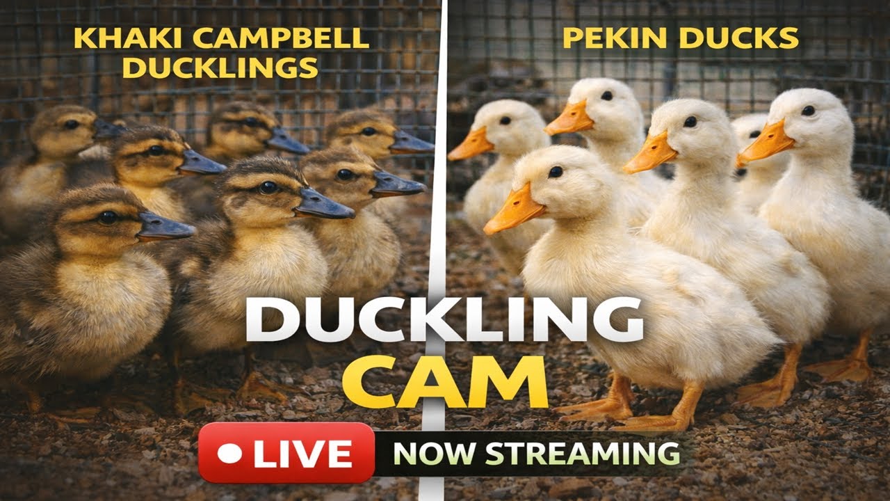 Duckling Cam Day 3 🦆 | Khaki Campbell Mixes and Pekin Ducklings (Growing Side-by-Side)