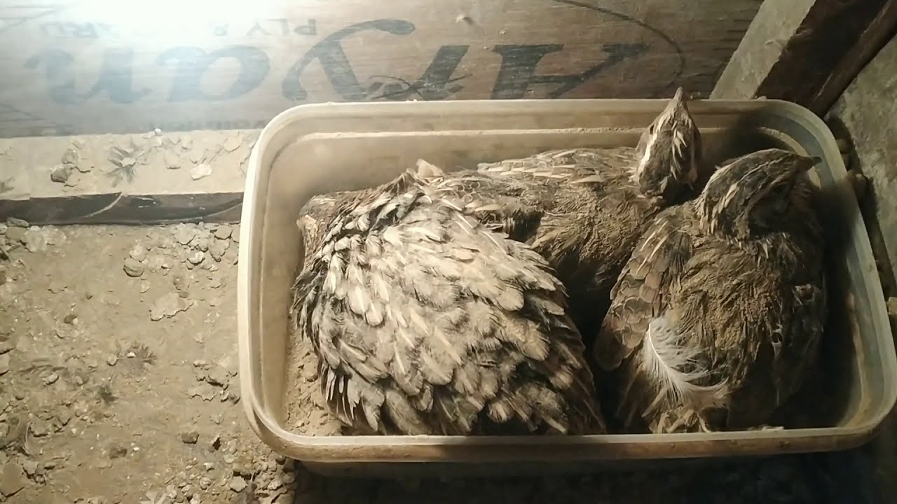 batair palan ghar par kese karein || batair progress. 2020