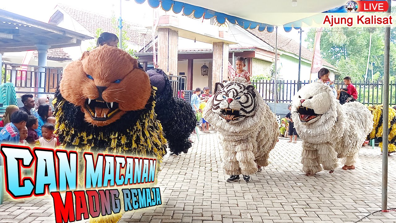 CAN MACANAN MAONG REMAJA LIVE AJUNG KALISAT