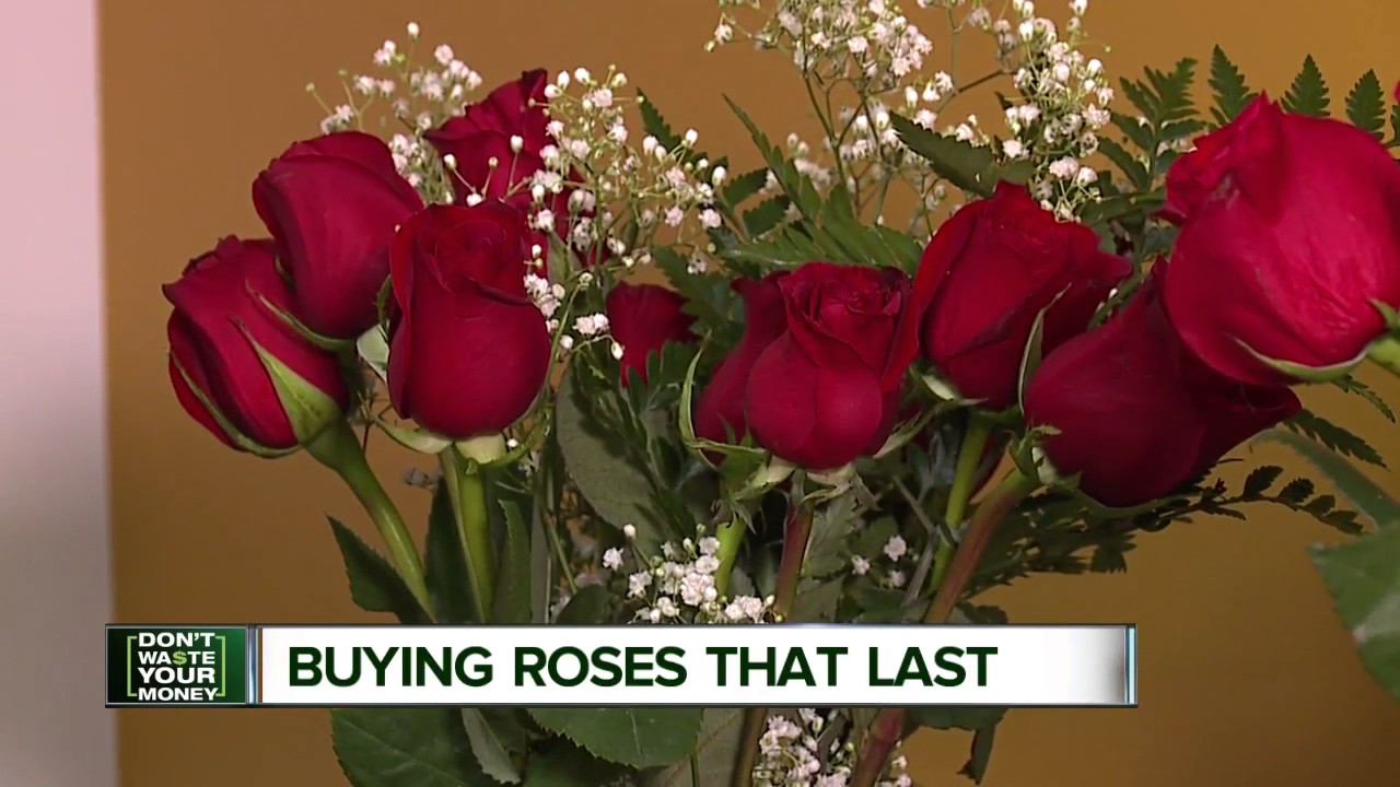 Buying roses that last