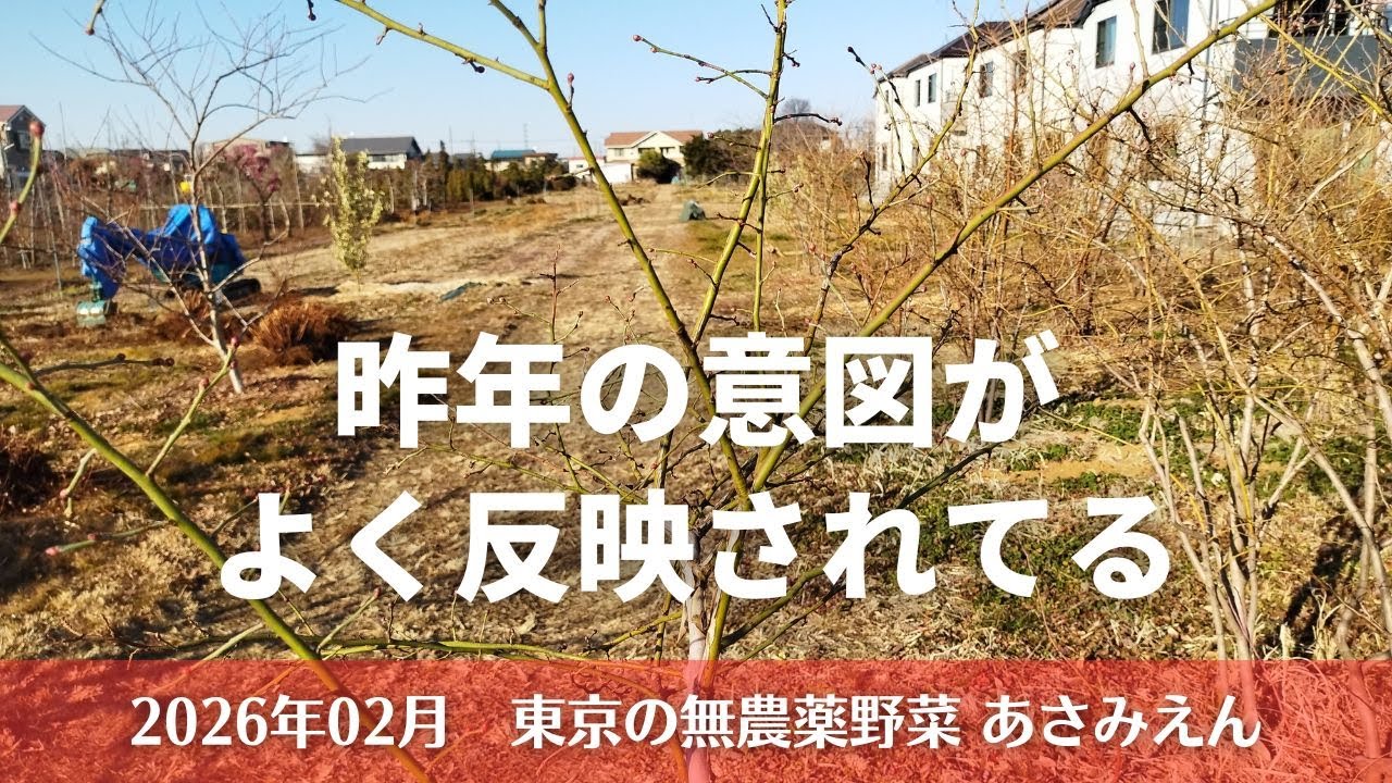 ブルーベリー剪定途中観察 20260204