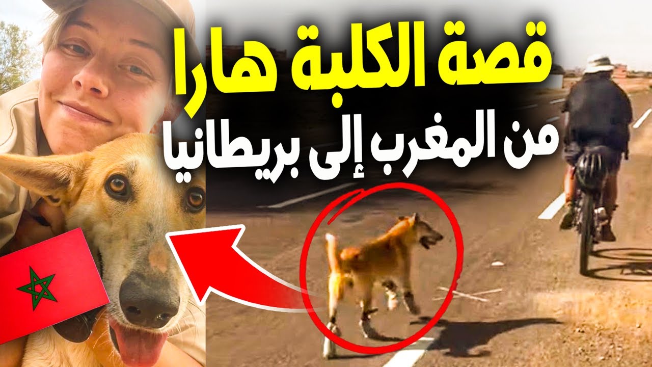 قصة الكلبة هارا في المغرب | كلبة ضالة مغربية تقطع 100 كلم عبر الصحراء وتنتهي بالتبني في بريطانيا 🐕✈️