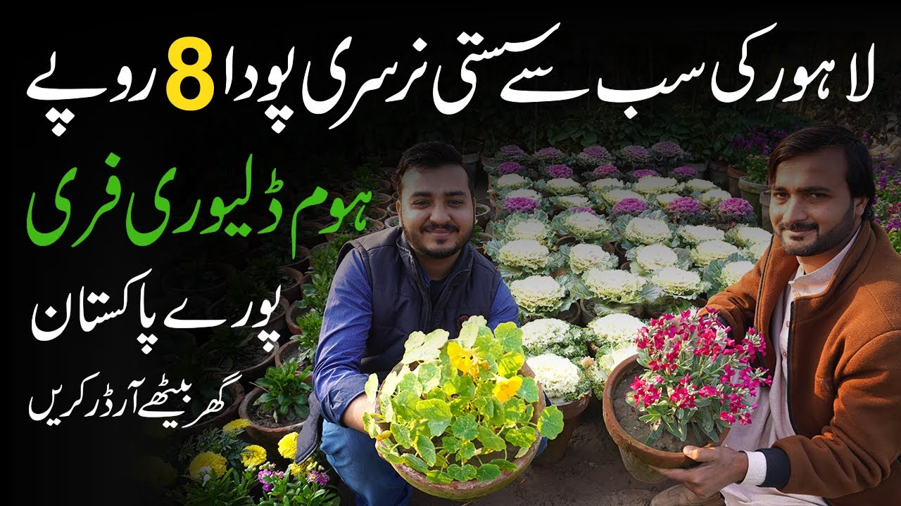 Cheapest Nursery Buy online Cheap Plants Lahore
