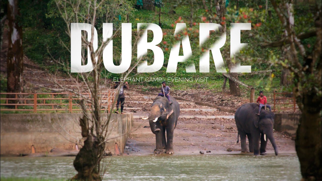 DUBARE ELEPHANT CAMP || EVENING VISIT || COORG