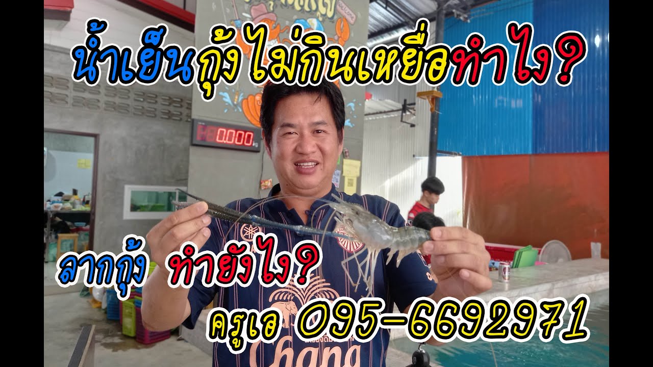 ตกกุ้งน้ำเย็น กุ้งไม่กินเหยื่อแก้ยังไง ? ลากกุ้งทำไง ? กุ้งไม่เดินทำยังไง?