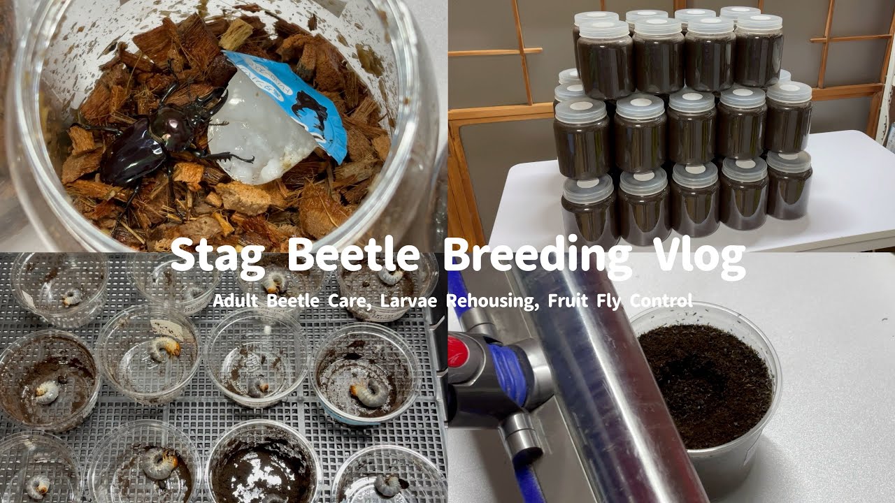 Vlog｜コバエ地獄のクワガタ部屋｜成虫管理・幼虫エサ交換・コバエ対策｜Stag Beetle Care