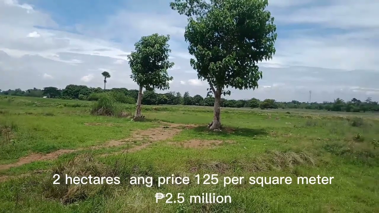 murang lot for sale 2 hectares/vlog#22
