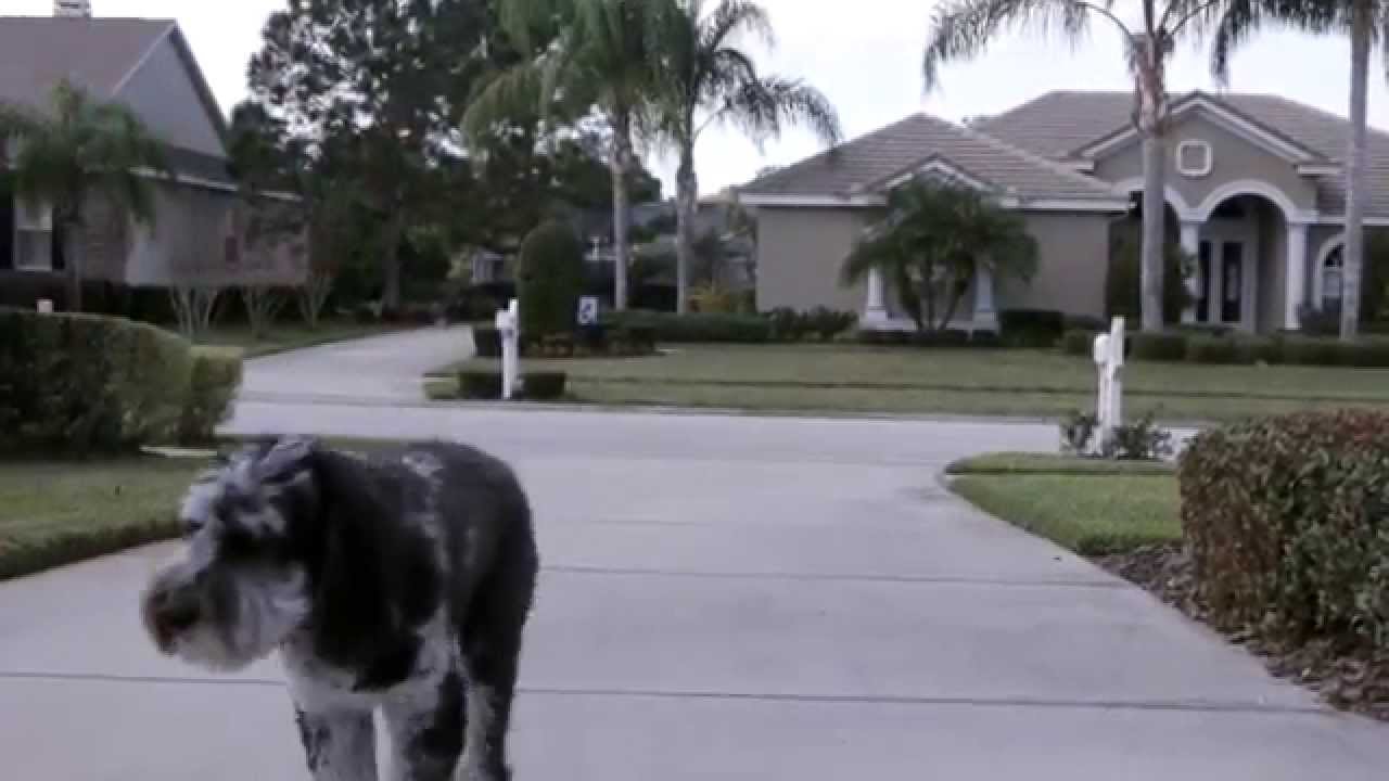 Sam Ivy K9 Consultnats - Jim Dabney's story
