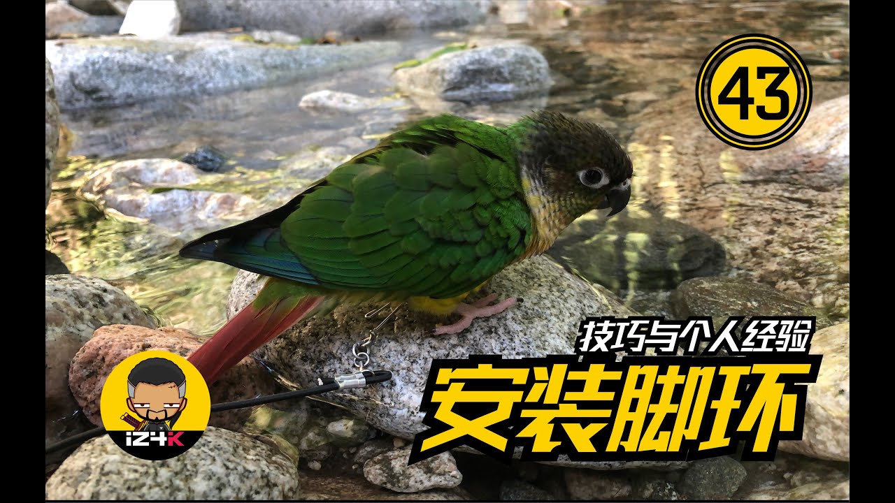 安装脚环~技巧与个人经验分享【#43】手养鹦鹉【装备系列】如何安装脚环&一些容易遇到的问题~ | 鹦鹉饲养 |  鹦鹉训练 |
