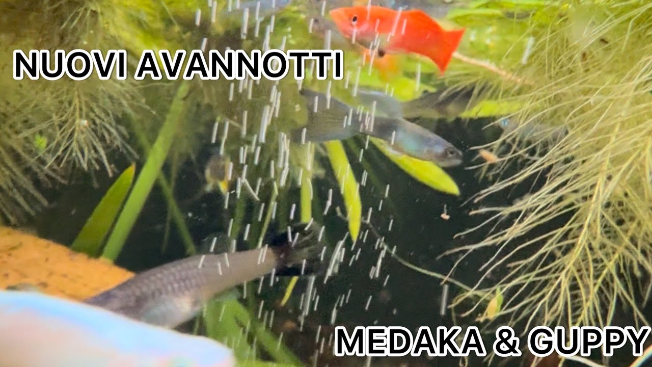 NUOVI AVANNOTTI DI MEDAKA & GUPPY